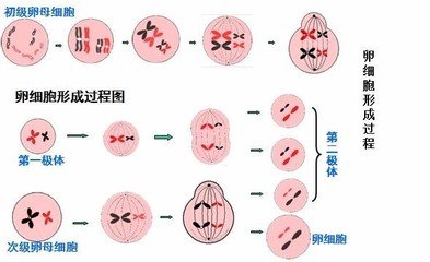 卵泡是怎么形成的呢