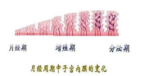 孕道国际：女性如何做到科学保养子宫内膜